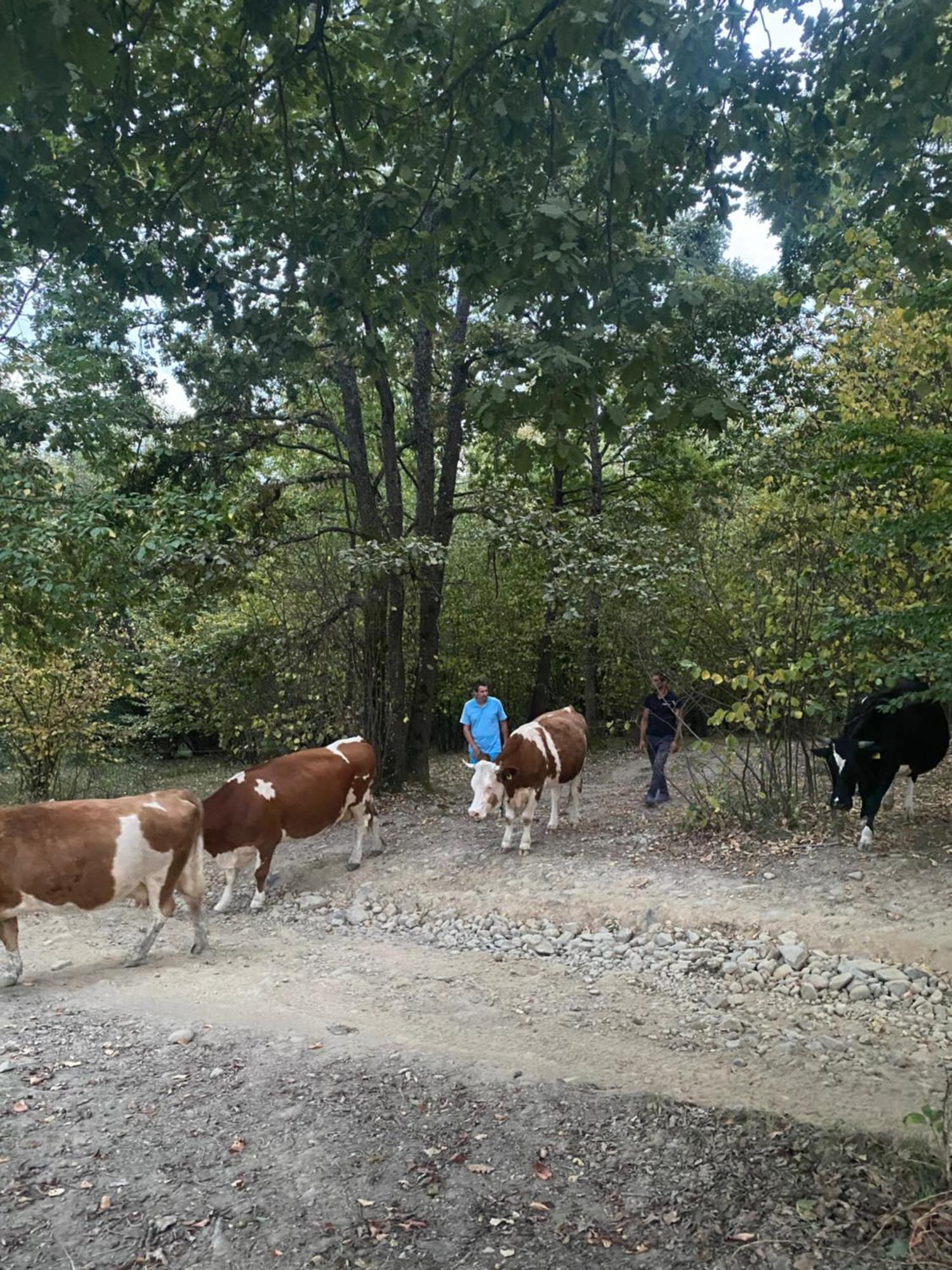 הוילה Berbesti Casa De La Ferma Mariuca מראה חיצוני תמונה